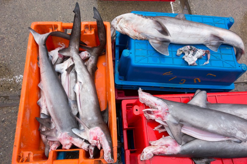 "Tollo" sold at the fish market in Santa Rosa. The fins are nearly always intact but often not the heads, which can make the sharks difficult to identify. 